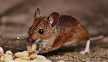 24 Hour & Emergency Exterminators in Wshngtn Ct Hs, OH